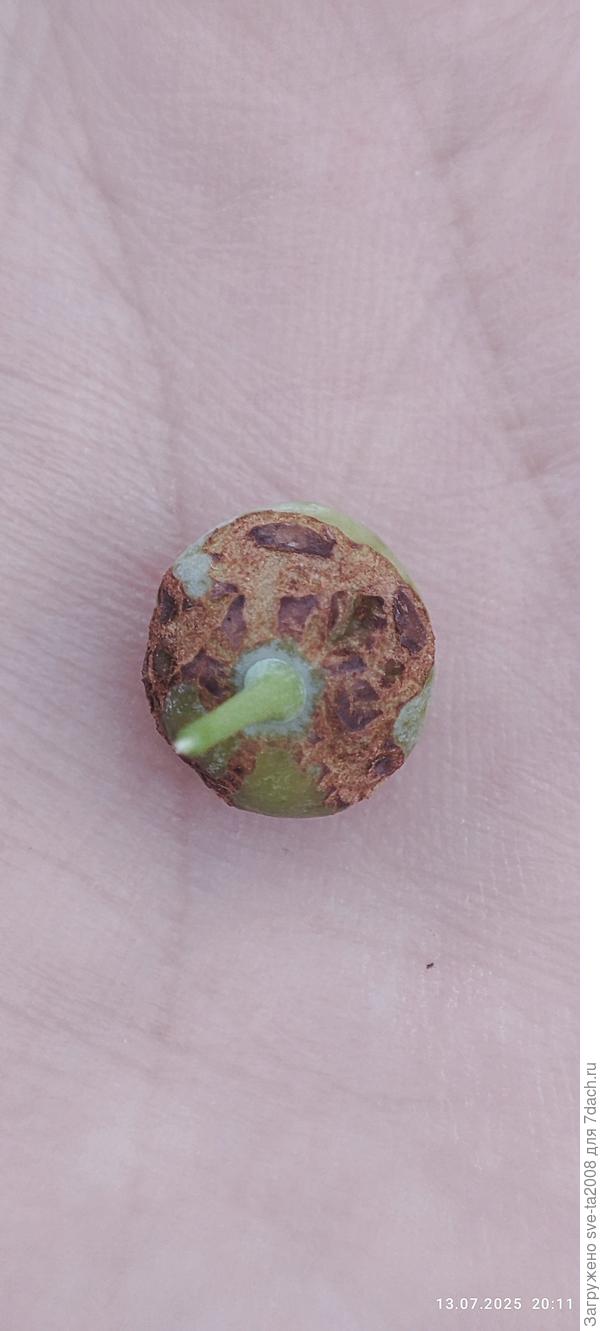 У меня три куста голубики. Купила осенью и только один в этом году с ягодами. Эти пятна соскабливаются и под ними обычная ягодка.