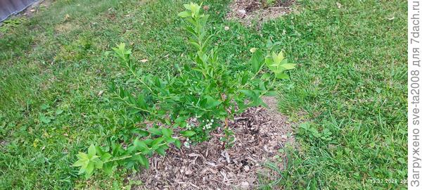 Это куст который с ягодами