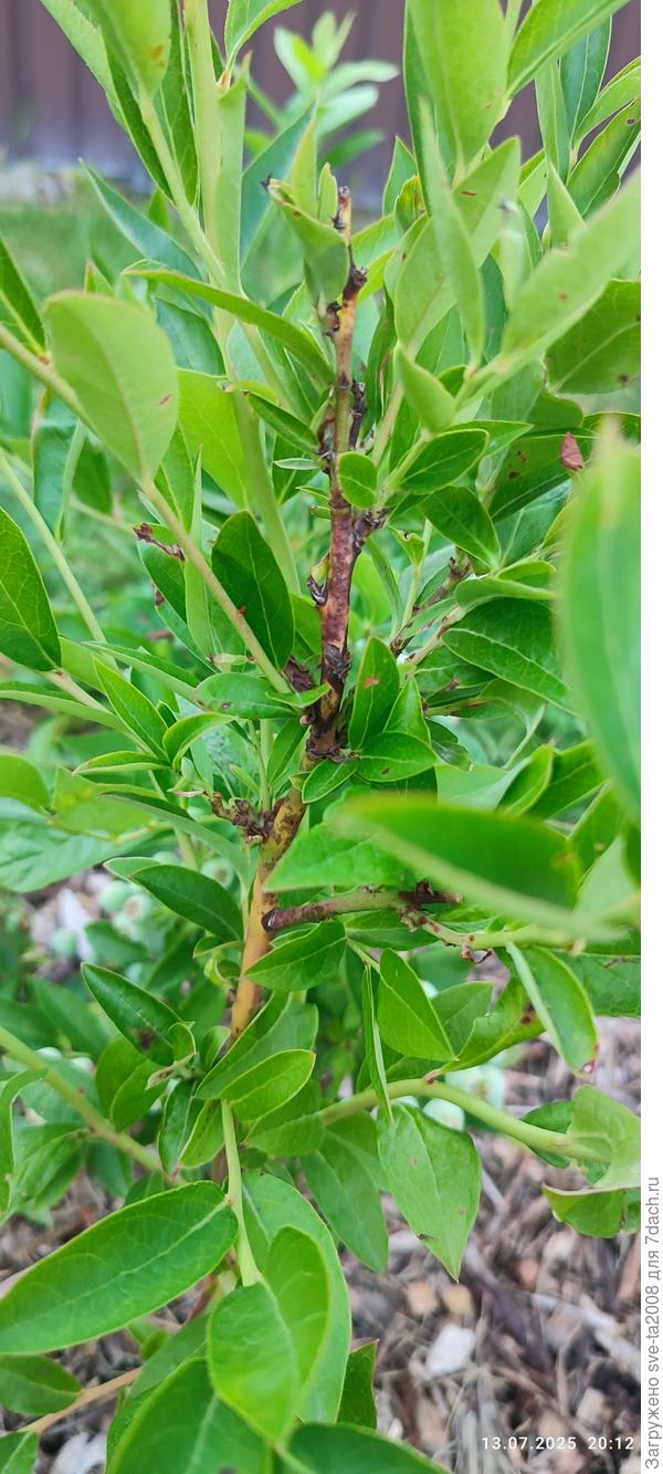 Вот такие два побега есть на нем. Молодые побеги стоят зелёные,а побеги того года - вот такие.