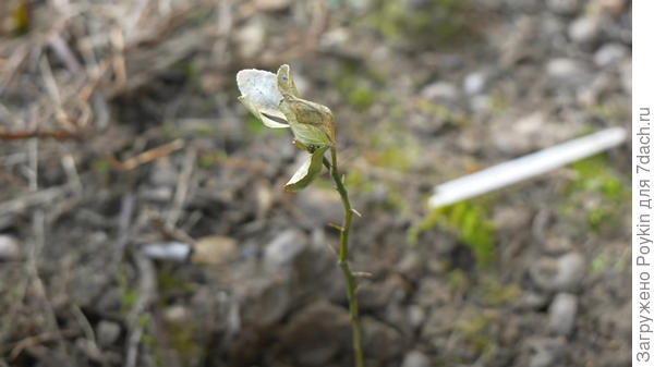 Понцирус после своей второй зимы