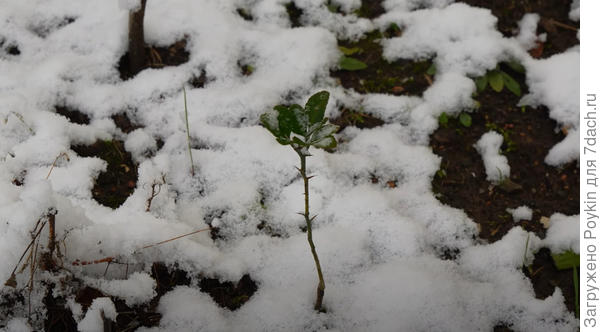 Понцирус перед своей первой зимой
