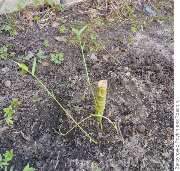 Бамбук переехал на улицу