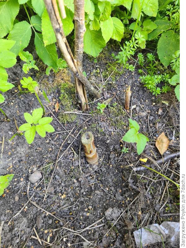 Второй бамбук не хочет вылезать