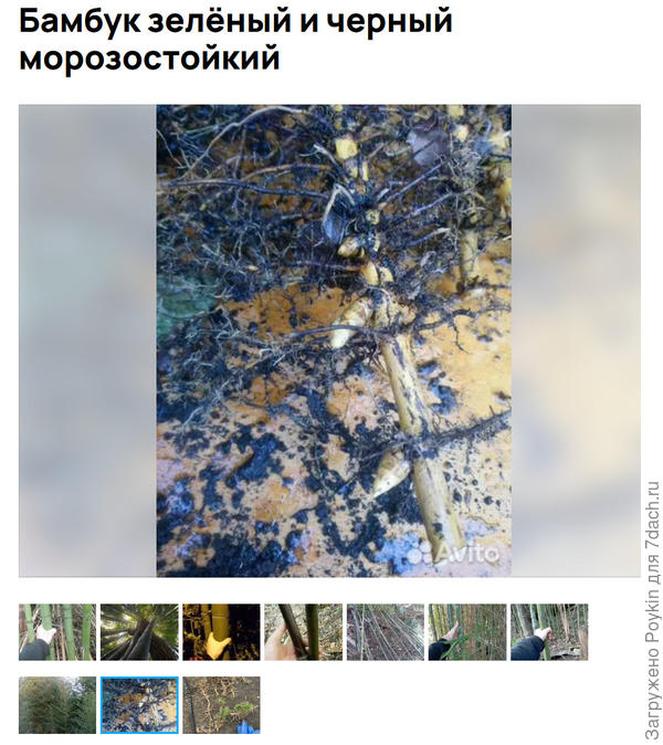 Скриншот того самого объявления. Оно все еще активно, значит продавец все еще продает бамбук.