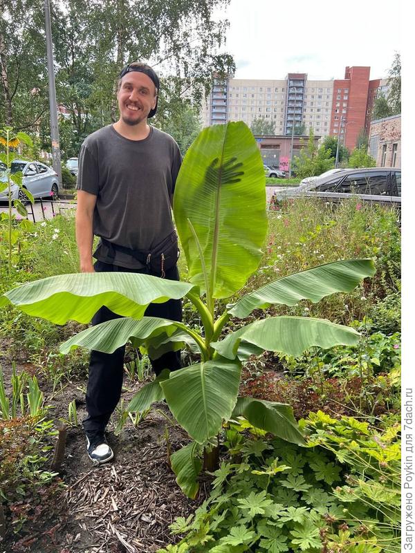 Каким банан был в августе