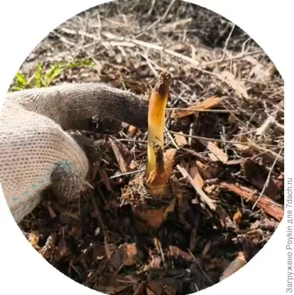 Росточек банана, который я нечаянно сломал