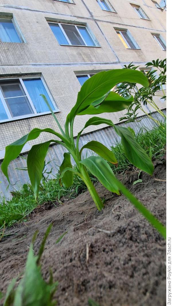 Первый банан, посаженный в 2022 году