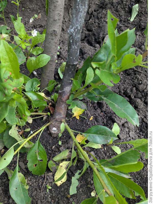 Сорт Чижевского. Посадила прошлой весной. Перезимовала нормально под укрывным. Плохо и тяжело просыпалась. Потом исчезли все листочки. Стала сохнуть с макушки. Появилась такая поросль. Вроде бы выше точки привоя. Подскажите, что мне делать?