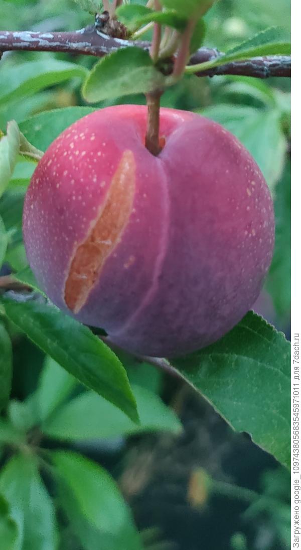 Плоды шарафуги