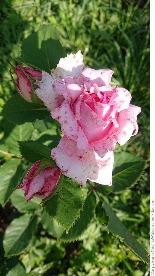 Середина июля 2025 года