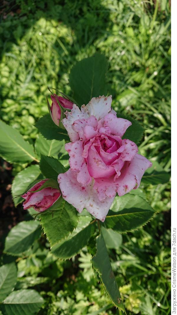 Середина июля 2025 года