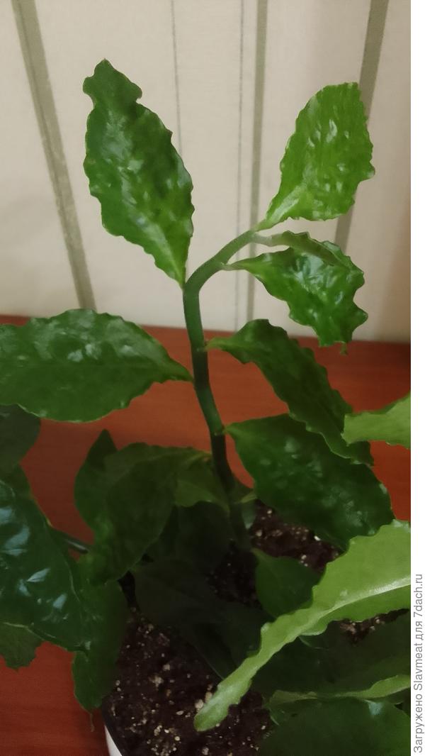 Педилантус морщинит листья.