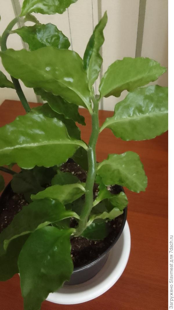 На оборотной стороне все чисто.