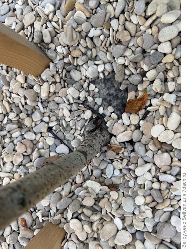 Обработал пастой ран нет