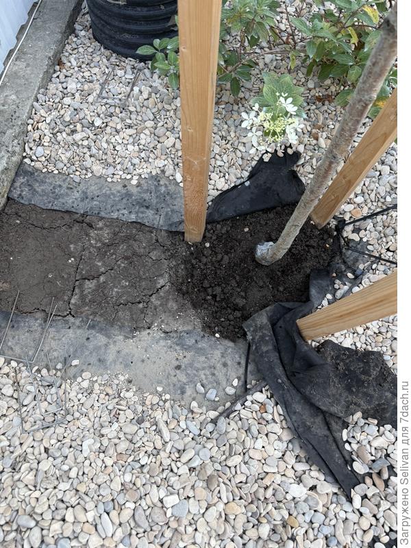 Сушу, нужно ли обработать корни каким средством?