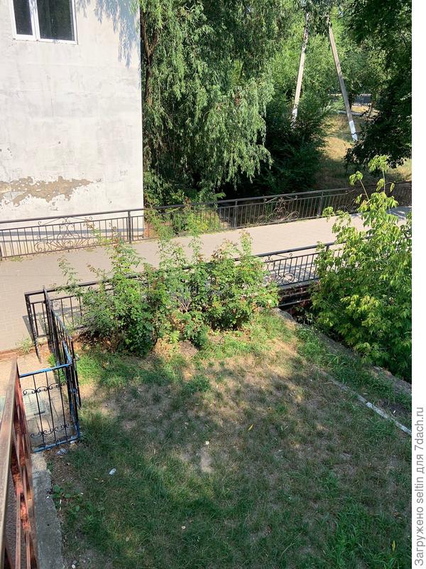 Роза "Пьер де Ронсар"