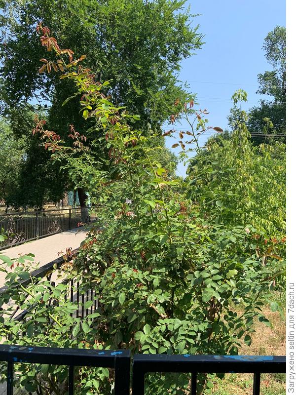 Роза Пьер де Ронсар