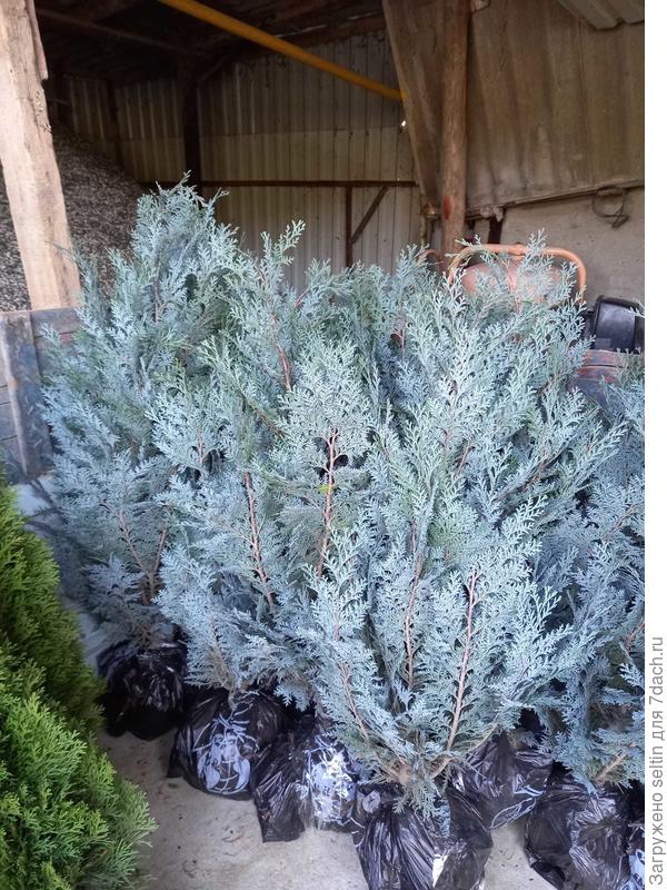 Голубая туя??? Сорт?