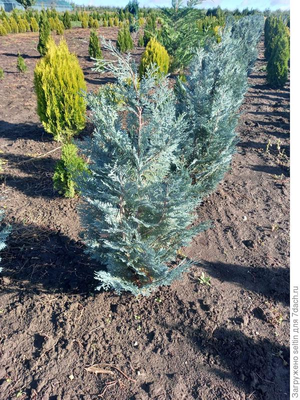 Мне сказаали что это голубая туя