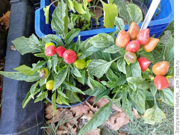 Само растение