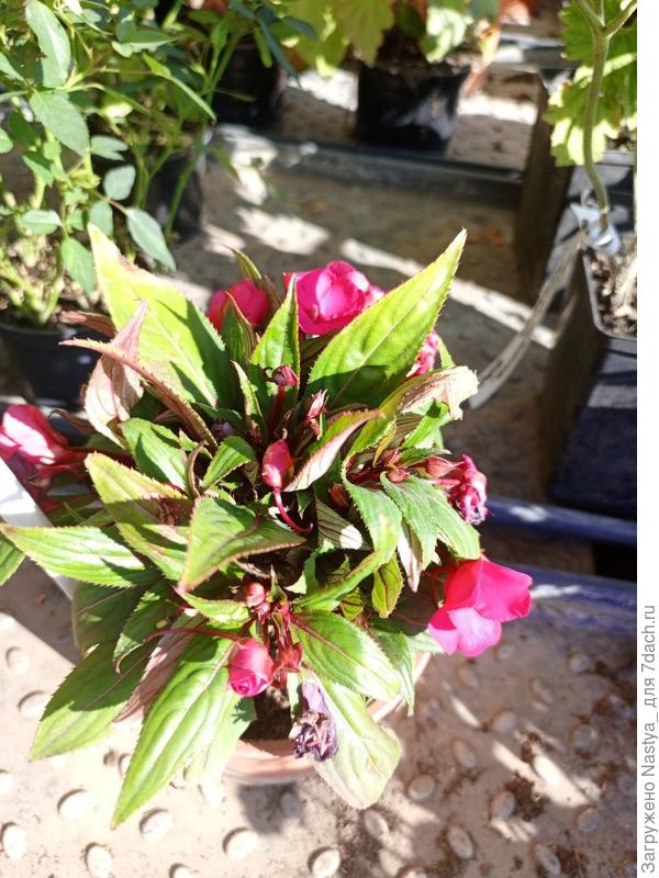 Неизвестное растение