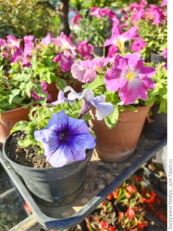 Само растение