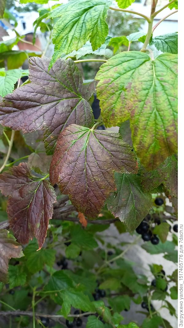 Смородина, что не хватает моей красавице