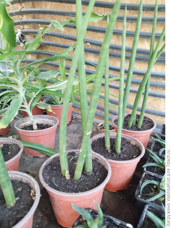 Сансеверия