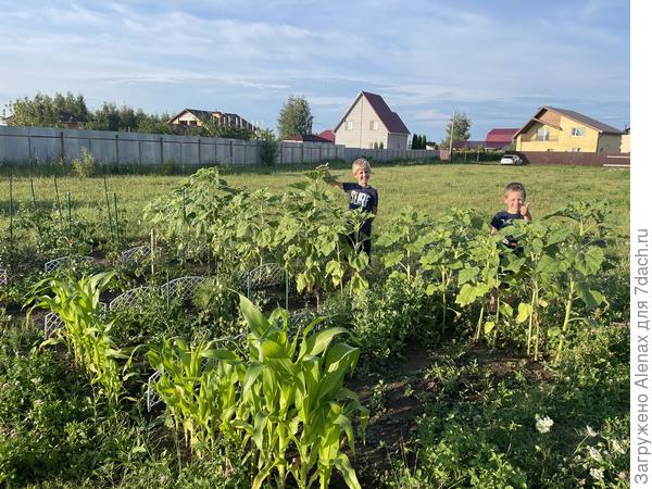 Не ожидали, что вырастут выше самих огородников)