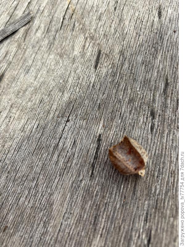 Нарост, снятый с ветки груши