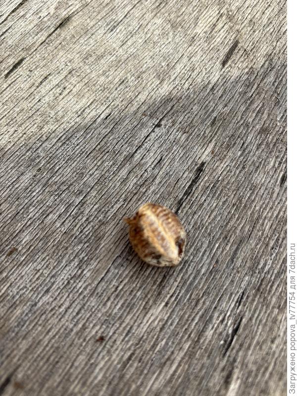 Нарост, снятый с ветки груши