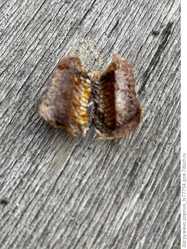 Нарост, сняты й с ветки груши, разрезанный пополам