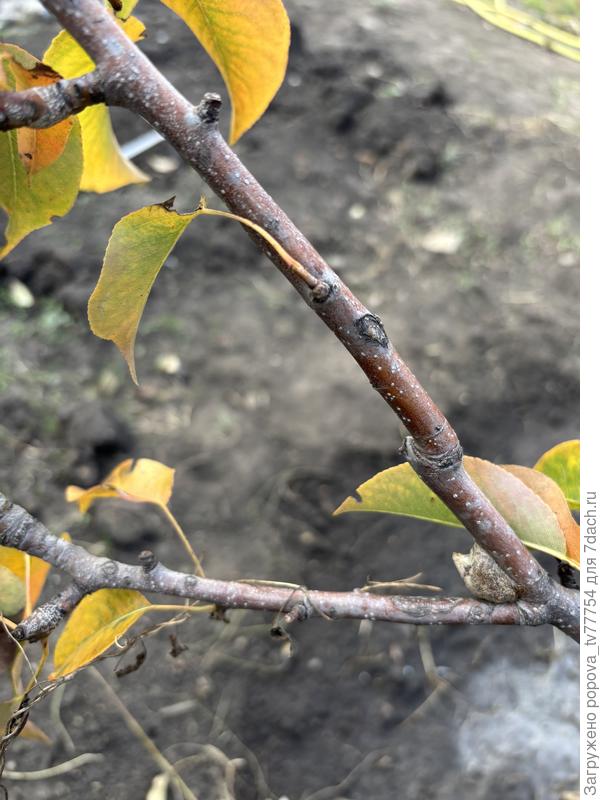 Нарост на ветке груши