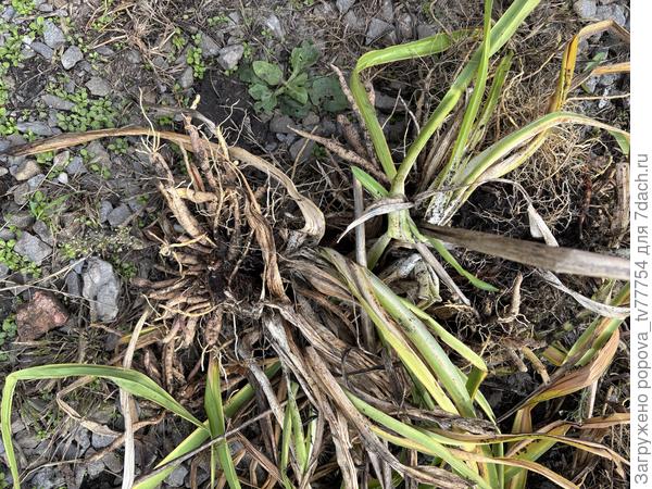 Неизвестное растение с корнями в октябре