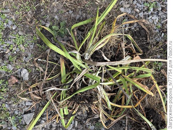 Неизвестное растение с корнями в октябре