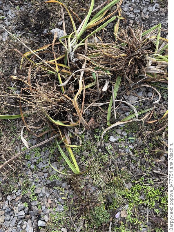 Неизвестное растение с корнями в октябре