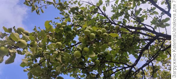 Яблоки на первой самой большой яблоне.