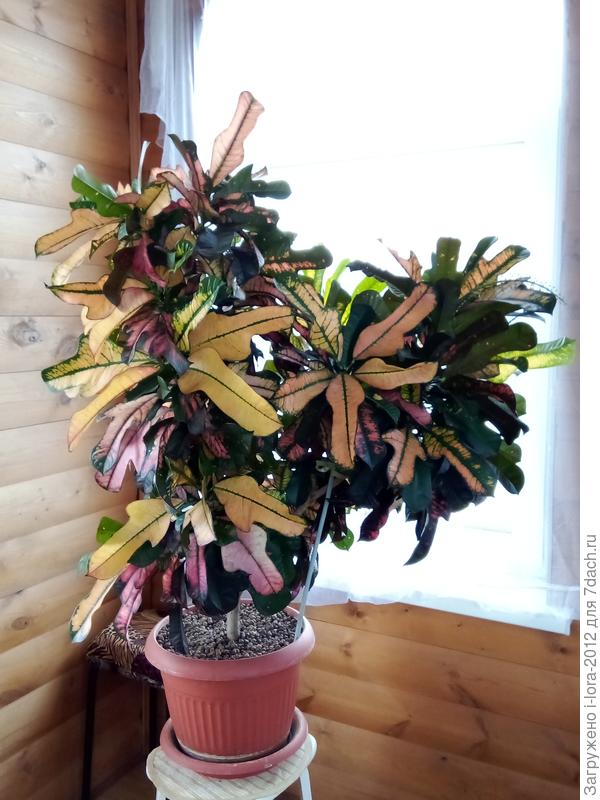 Кротон, 2025 год.