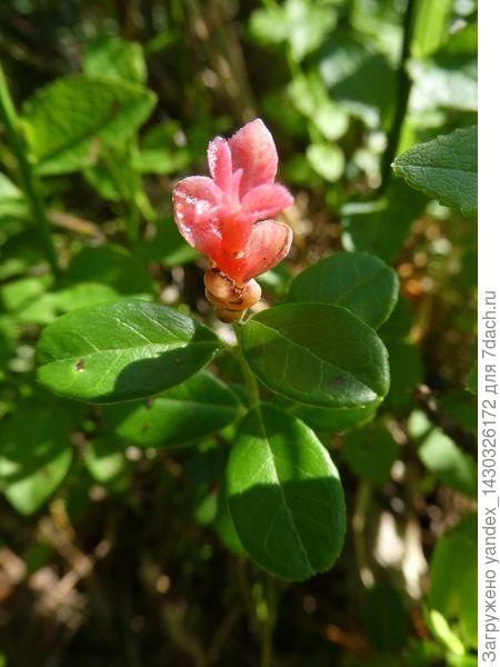 загадочный цветок