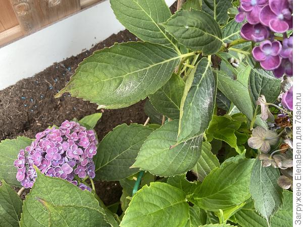 Гортензия Хопкорн