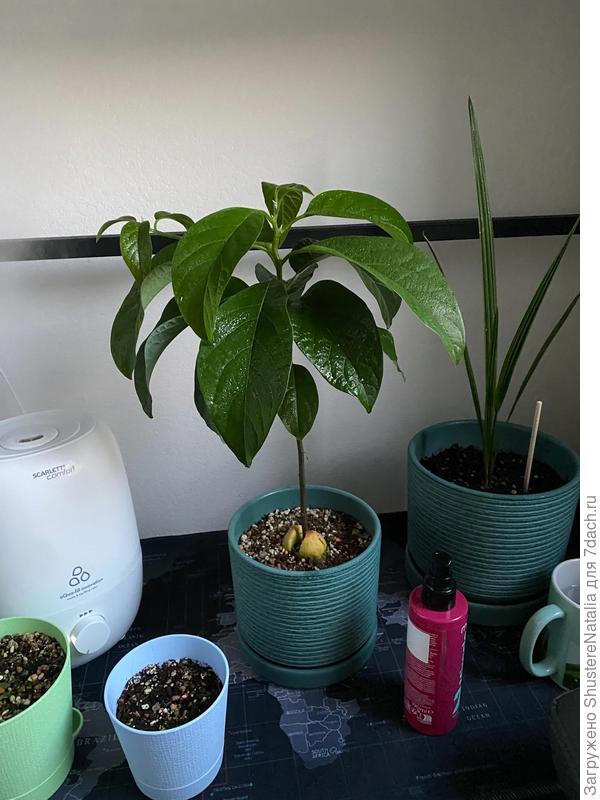 Стоит еще в старом мелком горшке