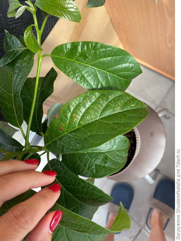 Вкрапления усилились