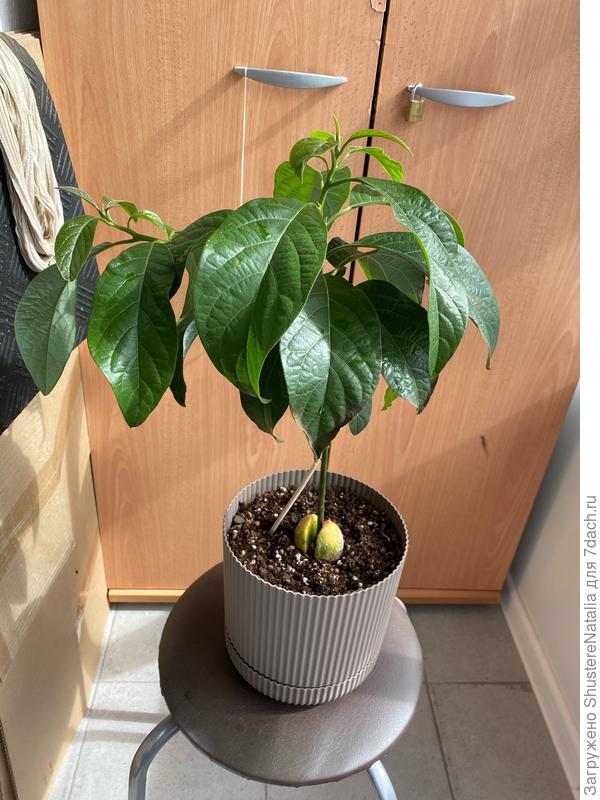 Общий вид растения. Выставила на балкон. Сторона не солнечная, солнце только утром попадает в наши окна.