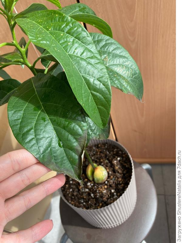 Состояние листьев на сегодняшний день