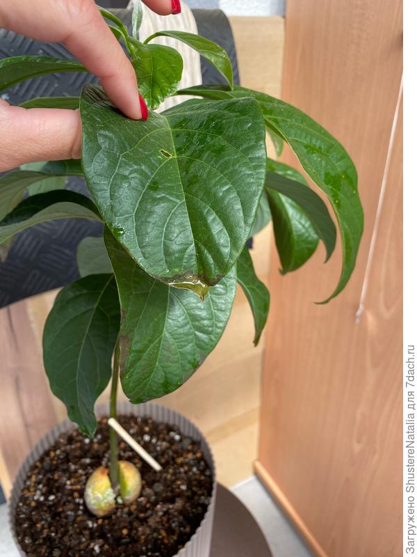 Состояние листьев на сегодняшний день (2)