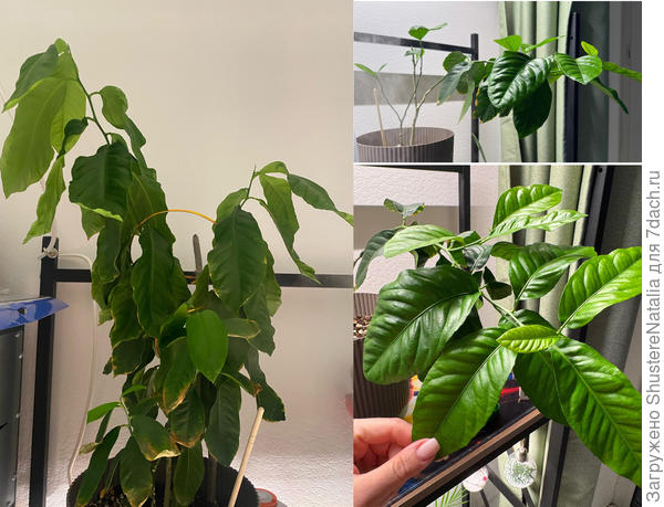 Лимон. У него достаточно длинная история. Ему чуть больше года, рос вот так двумя ветками, как на фото слева, месяца с ноября начал подсыхать, сворачиваться, желтеть. Это происходило очень постепенно, эпин/циркон не помогли, тогда я пошла на кардинальные меры и обрезала все листья с одной из веток, вторую оставила почти как есть, лишь самые сухие удалила. Также пересадила в другой горшок и другой грунт. Растение оооочень долго стояло без движения, я думала, не выживет. Но в феврале оно прям ожило, лимон отрастил уже штук 10 огромных листьев, теперь ему тяжеловато и он вот так вот некрасиво наклонился. Обрезать снова очень жалко. На голой ветке тоже недавно занялись новые листочки.