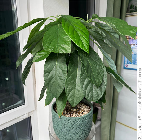 Ну и завершит этот показ авокадо. Растет с июля 2025, растет как-то волнообразно, то бурный рост и развитие, то замирает. Сейчас он не растет, верхние почки в таком состоянии уже недели 3-4, каждую неделю отваливается примерно по 2 листочка. Хотя они не сонут, не вянут, не скручиваются. Не понимаю, что он хочет. Возможно, стоит пересадить его в глубокий горшок?