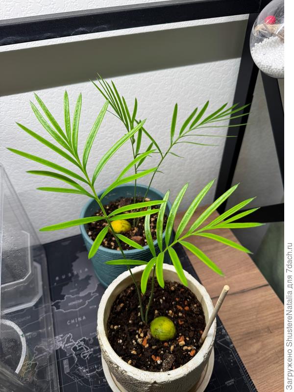 Цикасы. Просто растут, никаких происшествий с ними не было))