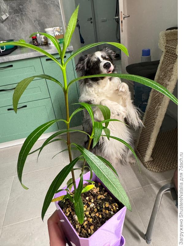 Олеандр. Растет очень медленно. Что ядовитый, уже изучила, пес не достанет))