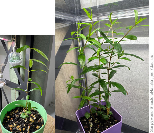 Это гранаты. Изначально у меня их очень много выросло, оставила самых жизнеспособных. Рассадила в 4 горшка: в 3 по одному и в четвертый три штуки. "Тройня" все время стояла в теплице, а остальные снаружи. В один день я им всем обрезала верхушки и оставила примерно всех одной высоты. И вот те, которые стояли в теплице, после обрезки прекрасно заветвились, дали много боковых побегов, вытянулись, а те, что были снаружи, частично посохли, не выросли после обрезки ни на миллиметр)) оставила из внешних только один, который выглядел более-менее прилично. Вот нравится им влажность и все тут. Только из теплицы выставляю наружу - уже за 5-10 минут листья вянут, прямо на глазах. Капризные очень.